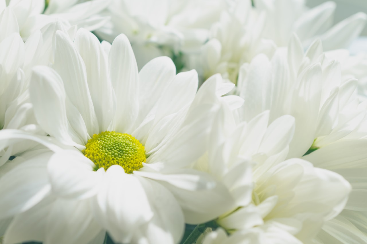 White flowers honoring a loved one lost to wrongful death
